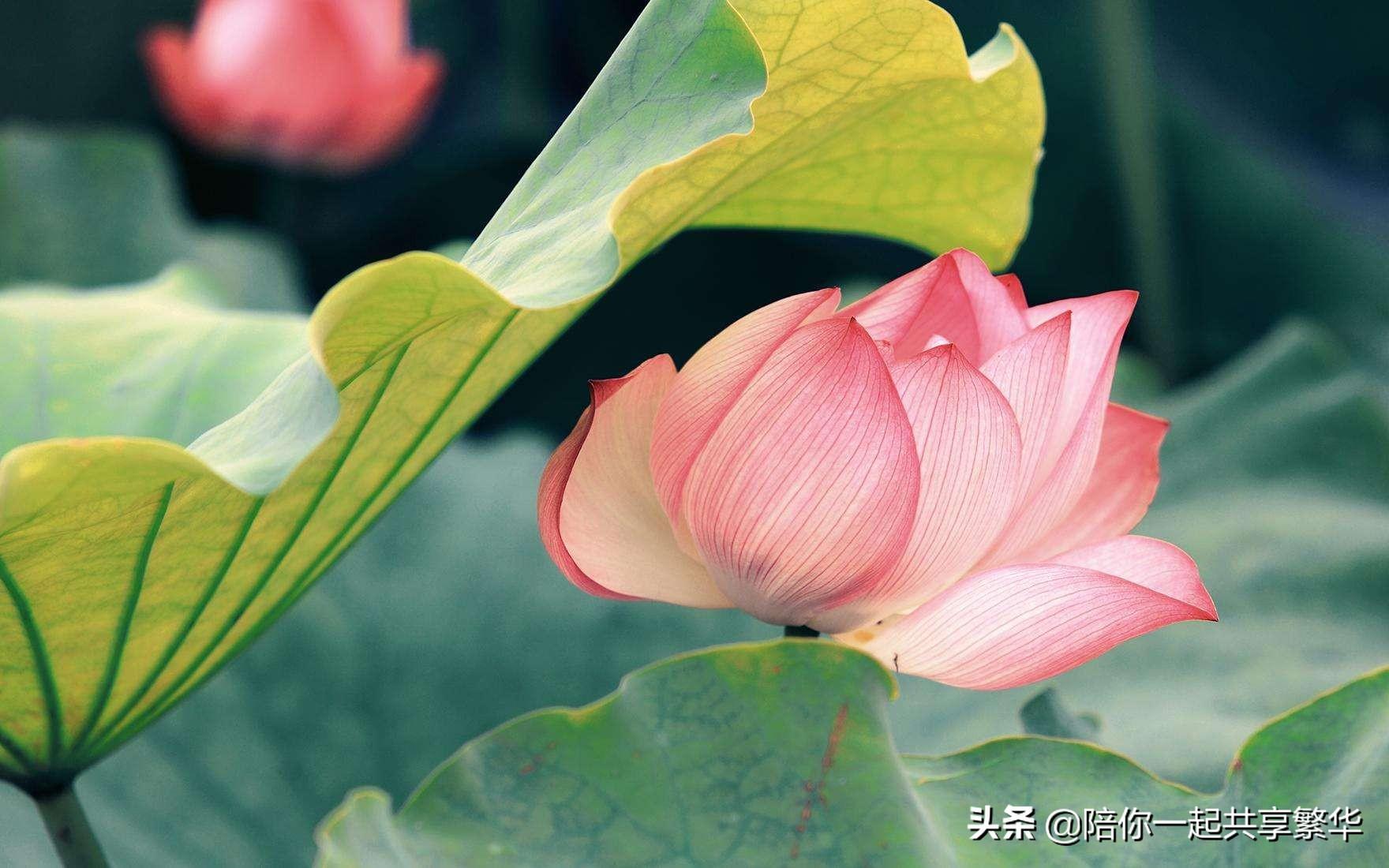 佛家赞美莲花的句子（心如莲花，念如菩提。）